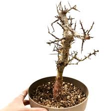 Image result for Commiphora caerulea