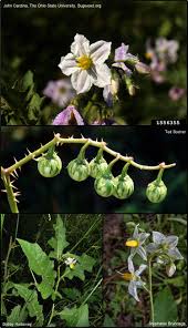 Image result for Solanum tettense