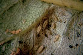 Thrips | Insect Control | Bayer Crop Science New Zealand