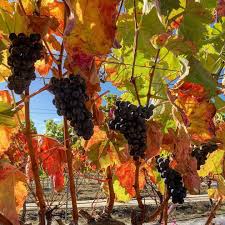 B A S A L T W I N E S On Instagram Righty Ho Who Wants To Come And Help Us Pick Some Pinot Grapes Next Sunday We Need Pickers Y Grapes Wine Lovers Pinot