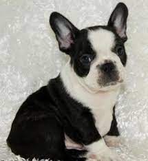 Black And White French Bulldog Puppies For Sale Zoe Fans Blog Bulldog Puppies French Bulldog Puppies Puppies