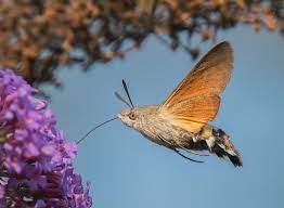 Check spelling or type a new query. Humming Bird Hawk Moth