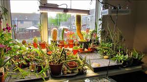 You can't live on mars cause there is no pressure. Cactus Seeds I Have Sown Update On Mars Hydro Sp 150 Plant Grow Light Youtube