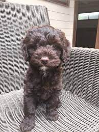Chocolate Brown Labradoodle Puppy Labrador Cross Poodle Mix Poodle Labradoodle Puppy Brown Chocolate C Labradoodle Puppy Brown Labradoodle Poodle Puppy