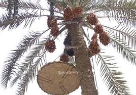 بالصور موسم جمع البلح يا فرحة المرازيق Christmas Ornaments Holiday Decor Novelty Christmas