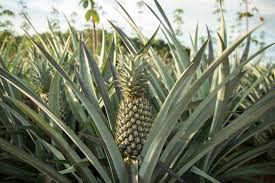 To start viewing messages, select the forum that you want to visit from the selection below. Ucr Alerta Nuevamente Sobre Consecuencias De La Produccion Y Agroindustria Pinera