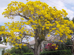 Check spelling or type a new query. Gardening Marco Island In Bloom