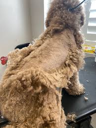 To achieve the teddy bear look, goldendoodles need their faces groomed in a particular way. Goldendoodle Teddy Bear Haircut Grooming Tips Matthews Legacy Farm