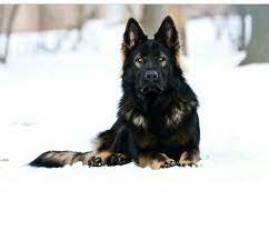 German shepherd puppies for sale $200 ( fort worth ) pic hide this posting restore restore this posting. Jethro Gorgeous Black Sable German Shepherd Schwarzer Deutscher Schaferhund Blauer Deutscher Schaferhund Und Schaferhunde