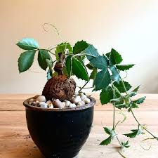 Image result for Cyphostemma adenocaule