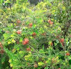 Image result for Melaleuca hypericifolia
