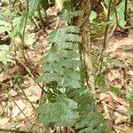 Image result for Arthropteris palisotii