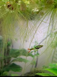 Water lettuce is popular for those with water gardens because its presence inhibits the growth of dense feathery roots extend up to 1 meter (39 in) below the surface of the water and provide ample. Lime Green Endler Dwarf Water Lettuce Roots Plantedtank
