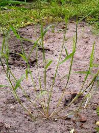 Image result for Eragrostis cilianensis