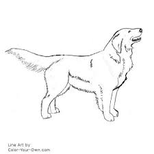 Quickly and easily find what the colors your favorite web page or any web page on the internet uses so you can incorporate them onto your page. Golden Retriever Coloring Page