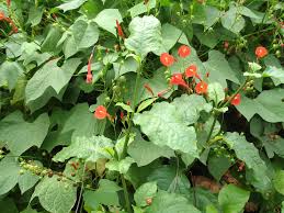 Image result for Ipomoea hederifolia