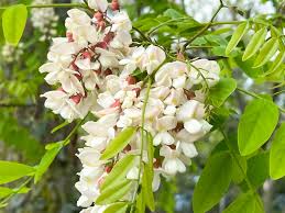Image result for Acacia