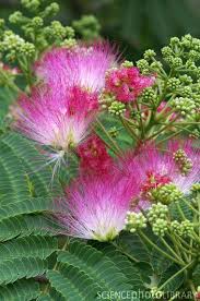 Top 10 Flowers In Western Kentucky Mimosa Tree Mimosa Flower Beautiful Flowers