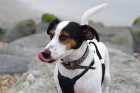 They lick themselves, they lick each other, they lick their toys, and they lick us. Why Does My Dog Keep Licking The Air Petplace