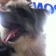 Founded in 1996 by veterinarians dr. See Veterinary Medical Centre Seputih Kuala Lumpur Kuala Lumpur