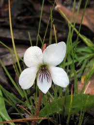 Image result for Launaea violacea