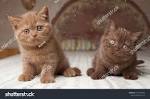 BRITLAND CATTERY - British Shorthair Kittens