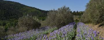 Pruneti Quality Craftsmen In The Heart Of Chianti Chianti Craftsman Plants