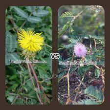 Sinaran di wajahmu bagai daun semalu. Semalu Vs Setangki Persamaan Seri Subuh Agrofarm Facebook