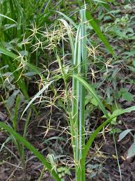 Image result for Rhynchosia congensis