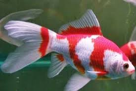 Kucing memiliki beragam warna yang unik dan menarik. Jenis Dan Harga Ikan Komet Terbaru Agustus 2021 Suka Ikan