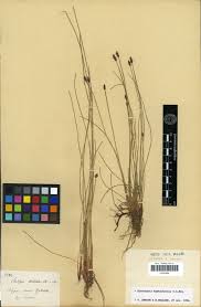 Image result for Crepidomanes inopinatum