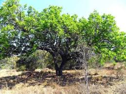 Image result for Pleurostylia capensis