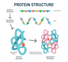 What Is Myosin? - Mechanobiology Institute, National University Of Singapore