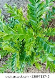 Image result for Ptaeroxylon obliquum