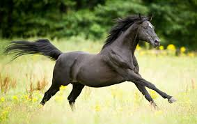Black White And Brown Horses Beautiful Real Horse Colors And Equine Color Genetics Horses Beautiful Horses Photography Black Horses