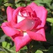 Rosa Acapella Rose Hybrid Tea Rose Tanallepa Tanallepa Care Plant Varieties Pruning Advice Blackpink rose sings on the ground acapella knowing bros. rosa acapella rose hybrid tea rose
