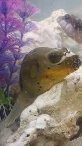 The family that this fish belongs to is called the puffer family. I Have Gotten A Dog Faced Puffer And He Has Recently Started Sitting On The My Aquarium Club