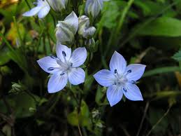 Image result for Swertia pleurogynoides