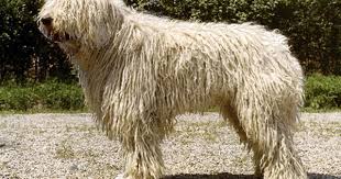 كوموندور Komondor Komondor Guard Dogs Dogs