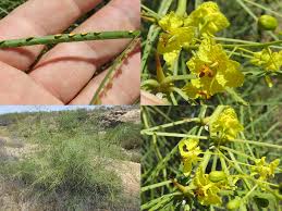 Image result for Parkinsonia africana