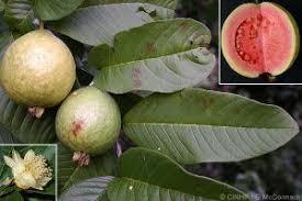 Image result for Berchemia discolor