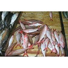 Dec 27, 2019 · semakan harga ikan malaysia tahun 2021. Komodity Perikanan Laut Ikan Kurisi Ikan Biji Nangka Ikan Swangi Oleh Mina Sentosa Di Tuban Malang