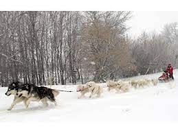 Aww Alert The 50 Best Dates In The 50 States Dog Sledding North Dakota Travel America Travel