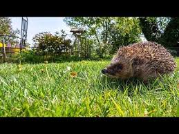 So Dramatisch Wie Dieses Jahr War Es Noch Nie Fur Den Stacheligen Vierbeiner Ist Die Hitze In Deutschland Todlich Wegen Des Trockene In 2020 Igel Tiere Wilde Tiere
