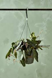 Image result for Cissus