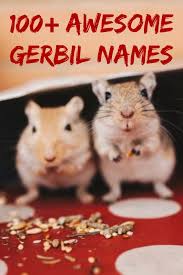 Awesome Gerbil Names That Are Cute Funky And Fun Gerbil Gerbil Toys Gerbil Cages