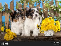 548 free images of dog flower. Two Puppies Flowers Image Photo Free Trial Bigstock