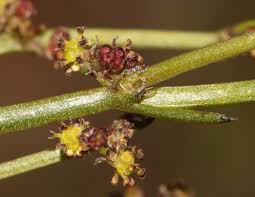 Image result for Adenocline acuta