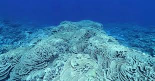 Coral coral reef is the sixth stage in castle of fish. They Use Wits And