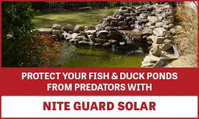 Find the best designs for 2021 and transform your outdoor space! Keep Raccoon Out Of Ponds Nite Guard